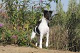 FOX TERRIER POIL LISSE 120